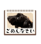 ミニチュアダックス♡カニンヘン犬の日40（個別スタンプ：24）