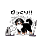 バーニーズと一緒に毎日を(jp)（個別スタンプ：15）