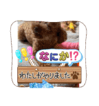 ミミちゃん日常編（個別スタンプ：16）