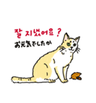 うちの猫と韓国語4（個別スタンプ：1）