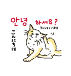 うちの猫と韓国語4（個別スタンプ：2）