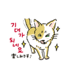 うちの猫と韓国語4（個別スタンプ：10）