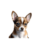 チワワ chihuahua.（個別スタンプ：1）