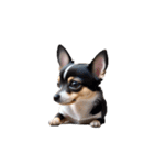 チワワ chihuahua.（個別スタンプ：3）