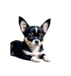 チワワ chihuahua.（個別スタンプ：4）