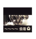 PTPT Cat（個別スタンプ：12）