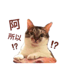 PTPT Cat（個別スタンプ：18）