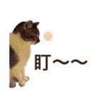 PTPT Cat（個別スタンプ：22）