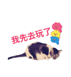 PTPT Cat（個別スタンプ：28）