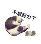 PTPT Cat（個別スタンプ：30）