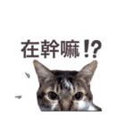 PTPT Cat（個別スタンプ：36）