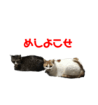 ぐーさまだけじゃない（個別スタンプ：11）