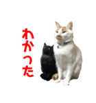 ぐーさまだけじゃない（個別スタンプ：16）