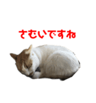 ぐーさまだけじゃない（個別スタンプ：19）