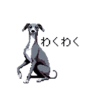 ドット絵 イタリアングレーハウンド 犬（個別スタンプ：2）