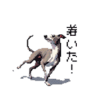 ドット絵 イタリアングレーハウンド 犬（個別スタンプ：9）