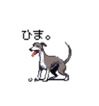 ドット絵 イタリアングレーハウンド 犬（個別スタンプ：11）