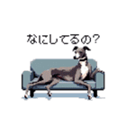 ドット絵 イタリアングレーハウンド 犬（個別スタンプ：12）