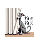 ドット絵 イタリアングレーハウンド 犬（個別スタンプ：16）