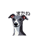 ドット絵 イタリアングレーハウンド 犬（個別スタンプ：19）