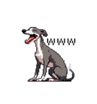 ドット絵 イタリアングレーハウンド 犬（個別スタンプ：21）