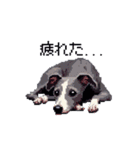 ドット絵 イタリアングレーハウンド 犬（個別スタンプ：22）