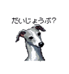 ドット絵 イタリアングレーハウンド 犬（個別スタンプ：34）