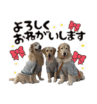レイ＆ルナ＆ぐースタンプ（個別スタンプ：13）
