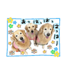 レイ＆ルナ＆ぐースタンプ（個別スタンプ：37）