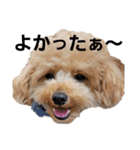 まろんの日常切り抜き（個別スタンプ：14）