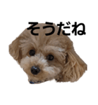 まろんの日常切り抜き（個別スタンプ：29）