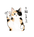 うちの子三毛猫！(にほんねこ)（個別スタンプ：2）