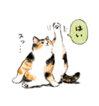 うちの子三毛猫！(にほんねこ)（個別スタンプ：3）