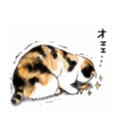 うちの子三毛猫！(にほんねこ)（個別スタンプ：34）