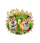 うちの近所の柴犬（個別スタンプ：4）