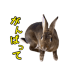 オレの魂のスタンブ（個別スタンプ：31）