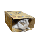 リン太郎ネコTHEキャッツ（個別スタンプ：28）