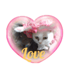 愛猫＆兄弟猫（個別スタンプ：1）