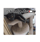 愛猫＆兄弟猫（個別スタンプ：2）