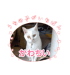 愛猫＆兄弟猫（個別スタンプ：4）
