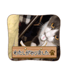 愛猫＆兄弟猫（個別スタンプ：5）