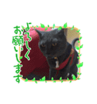 愛猫＆兄弟猫（個別スタンプ：8）