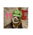 愛猫＆兄弟猫（個別スタンプ：9）