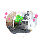 愛猫＆兄弟猫（個別スタンプ：12）