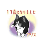 高齢犬アリスの丁寧な挨拶（個別スタンプ：23）