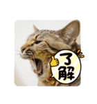 【親バカ】超〜可愛い 保護猫 しずく（個別スタンプ：9）