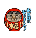 【親バカ】超〜可愛い 保護猫 しずく（個別スタンプ：11）