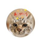 【親バカ】超〜可愛い 保護猫 しずく（個別スタンプ：12）