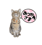 【親バカ】超〜可愛い 保護猫 しずく（個別スタンプ：15）