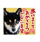 柴犬 黒柴きのこの日常12 お正月再販編（個別スタンプ：3）